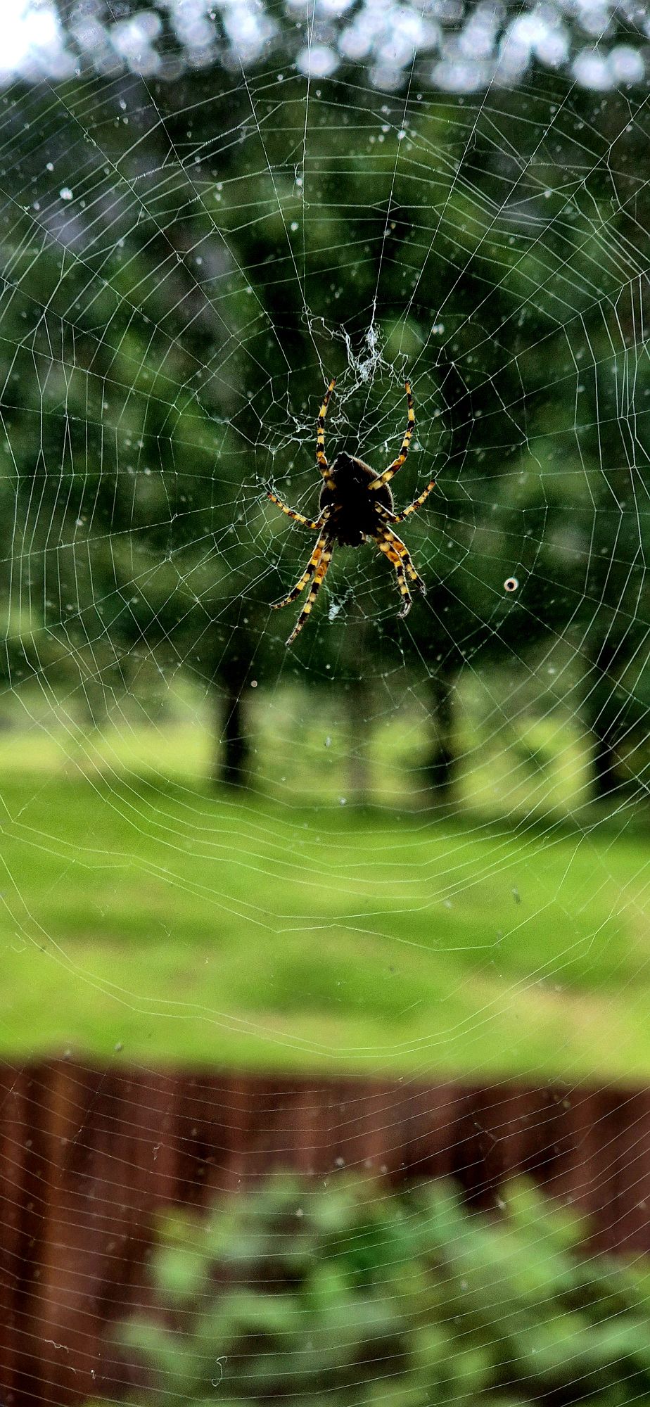 web