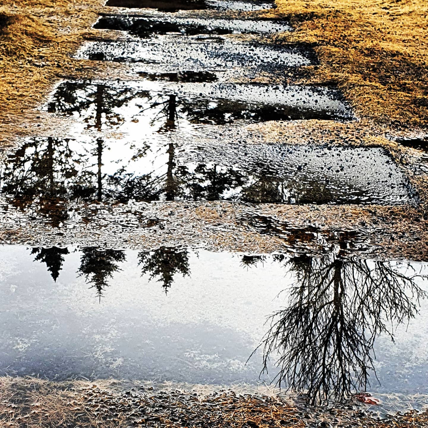 puddles on path